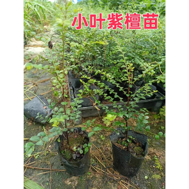 小叶紫檀树苗名j贵苗木 正宗细叶紫檀树苗盆栽四季常青观赏植物