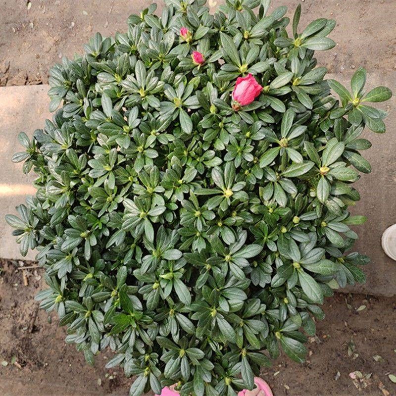 杜鹃花盆栽四季开花四季常青x室内室外阳台花卉绿植盆景净化空气