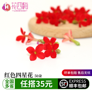 新鲜红色四星花 繁星花50朵 酒店西餐蛋糕烘培冷菜品摆盘装饰点缀