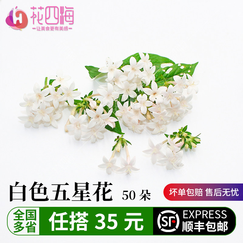 新鲜五星花 白色小花 繁星花 酒店西餐厅冷艺摆盘装饰鲜花 小花