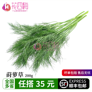 新鲜莳萝草 泰国香料刁草100g 香料西餐