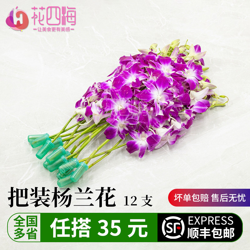 新鲜洋兰花 杨兰花马兰花万代兰 12支/把 火锅日料西餐摆盘装饰花