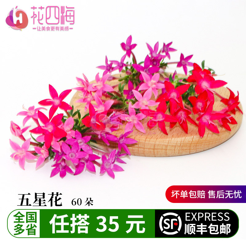 新鲜五星花60朵 繁星花 酒店西餐蛋糕烘培冷菜品摆盘装饰点缀