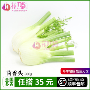 新鲜茴香头500g 球茎茴香现采 脆嫩甘甜生食沙拉 意大利西餐蔬菜