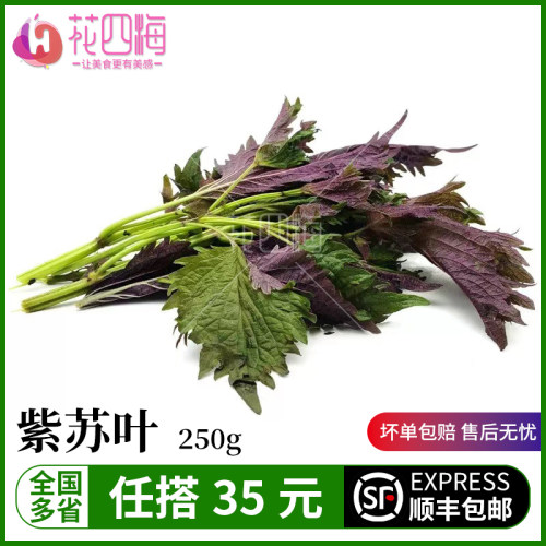新鲜紫苏叶物美价廉去腥提鲜