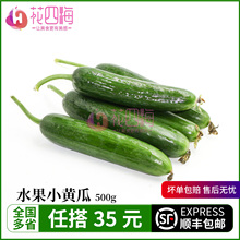新鲜小黄瓜 荷兰小黄瓜 迷你黄瓜水果黄瓜 无刺孕妇蔬菜 基地直发