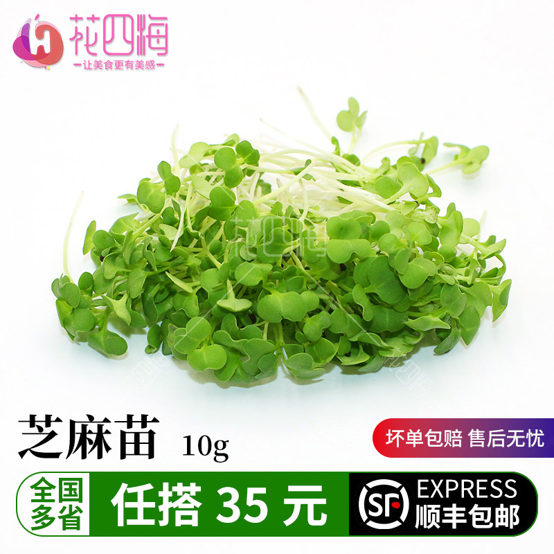 新鲜蔬菜 芝麻苗 千宝苗可食用芽苗菜 10g冷盘西餐摆盘装饰点缀,水产肉类/新鲜蔬果/熟食,其它,淘宝优惠券,粉丝福利购,淘宝优惠卷