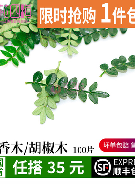 24小时发货 清香木胡椒木叶 提拉米苏甜品蛋糕装饰叶子 冷菜摆盘