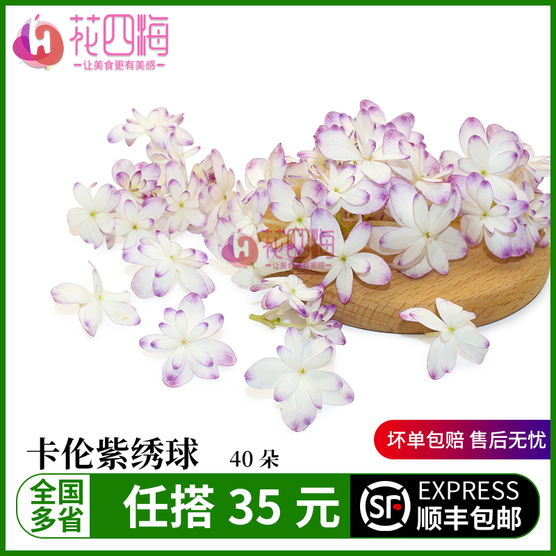 新鲜卡伦粉绣球 粉边绣球精灵 酒店西餐摆盘菜装饰餐饮摆盘鲜花草