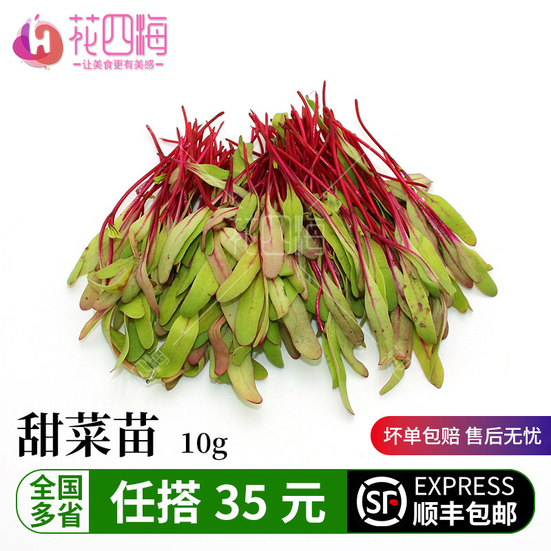 新鲜红甜菜苗牛皮菜苗可食用芽苗菜酒店冷艺冷饮摆盘装饰点缀