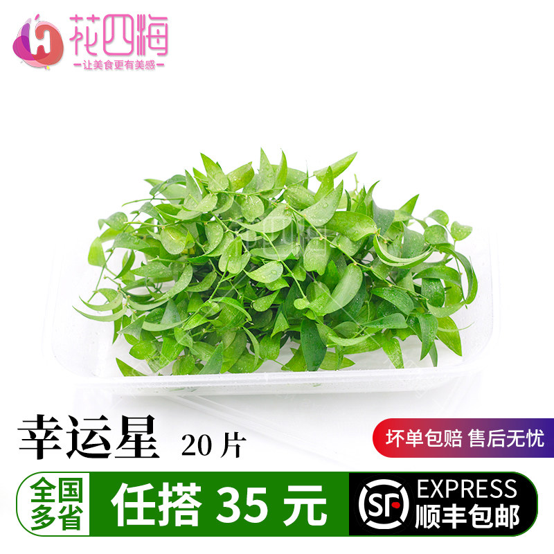 新鲜幸运星 阔叶舞竹 幸运草 腾树苗 酒店冷摆盘花草点缀一盒20片