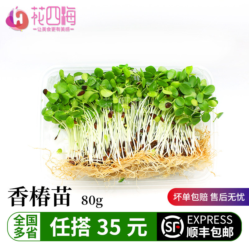 新鲜采摘香椿苗西餐摆盘装饰