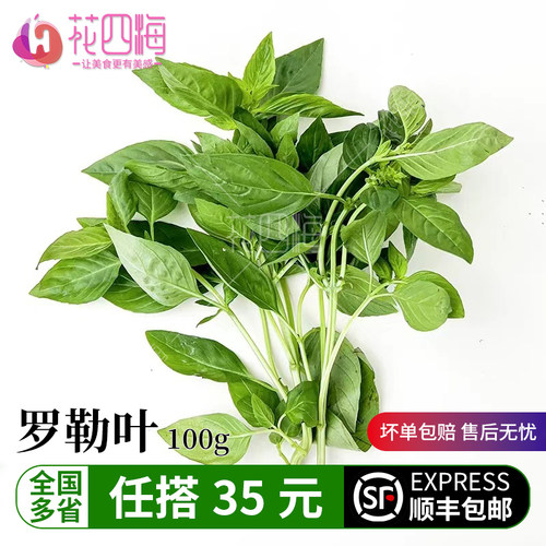 新鲜罗勒叶 金不换三杯鸡 罗勒酱 非九层塔 西餐香料香料100g