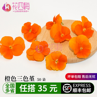 新鲜橙色三色堇 三色花50朵 西餐摆盘菜装饰餐饮摆盘鲜花草点缀花