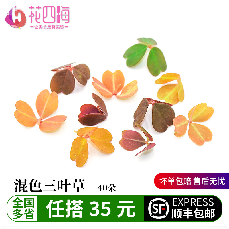 新鲜三叶草熔岩酢浆草幸运草料理西餐蛋糕调酒摆盘装饰点缀叶 子