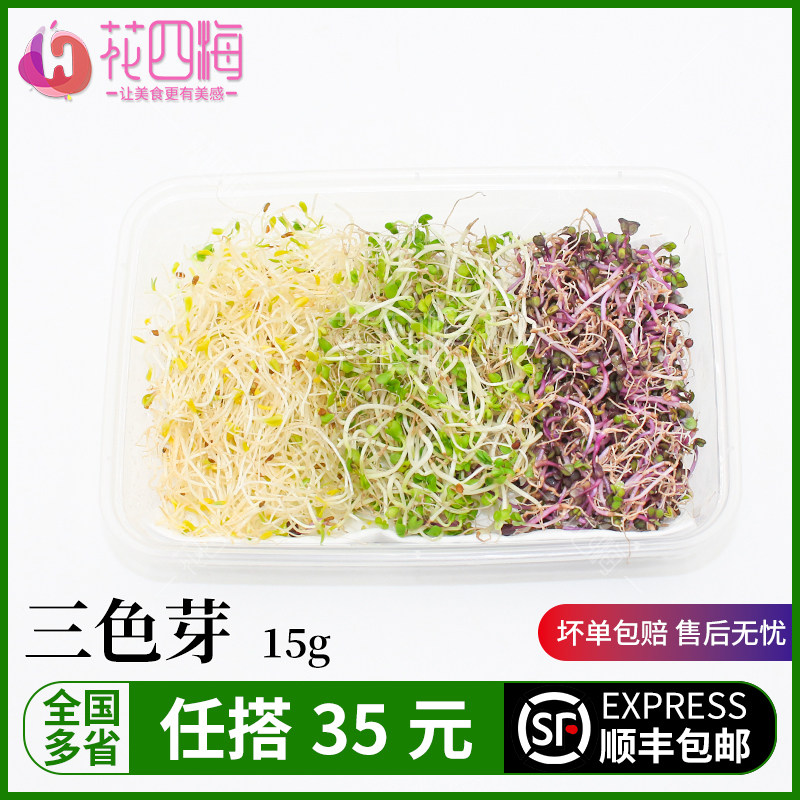 新鲜三色芽 苜蓿芽 西蓝花芽 紫甘蓝芽 轻食素食西餐摆盘装饰芽苗