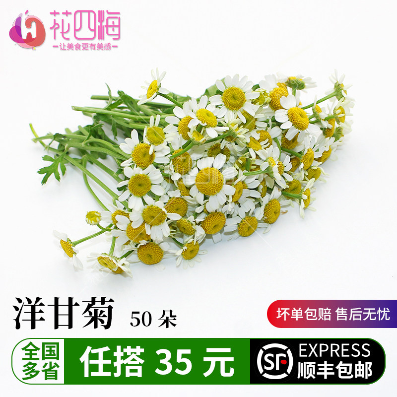新鲜 洋甘菊50朵小白菊 西餐日料烘焙酒店餐厅摆盘装饰点缀花草叶