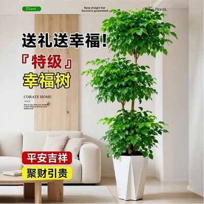 多层幸福树盆栽客厅大型办公室内绿植老桩绿宝树新房镇宅招财植物