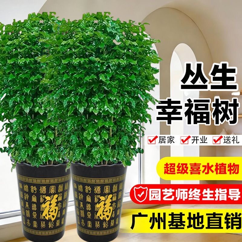 幸福树客厅盆栽棒棒糖单杆绿植四季常青盆栽净化空气大型室内绿植