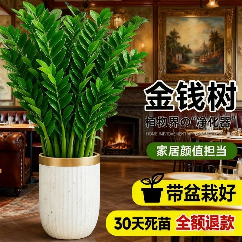 金钱树办公室盆栽高植物室内花卉客厅特大号绿植钱串子招财发财树
