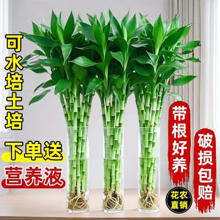 富贵竹水养水竹富贵竹带根须富贵竹带根粗大绿植大型盆栽植物花卉