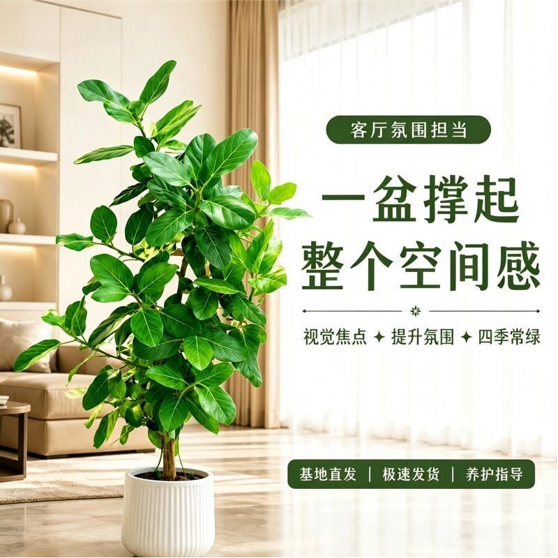 高山榕孟加拉榕大型绿植客厅落地盆栽高端家居观叶懒人植物装饰品
