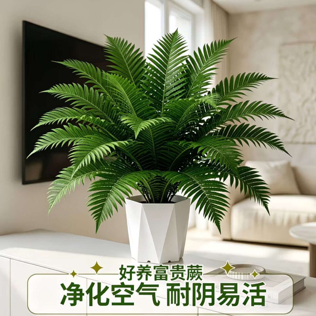 富贵蕨盆栽室内外观叶蕨类植物波斯顿大型客厅桌面装饰品大叶绿植