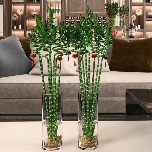 带根转运竹水培富贵竹植物开运竹水养客厅弯竹子盆栽招财室内植物