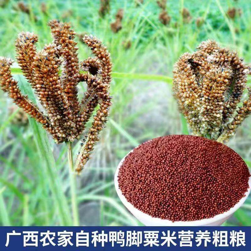 广西粟米龙爪粟婴儿枕头五谷杂粮鸭脚粟米粥红色粟米粒包邮栗米粉