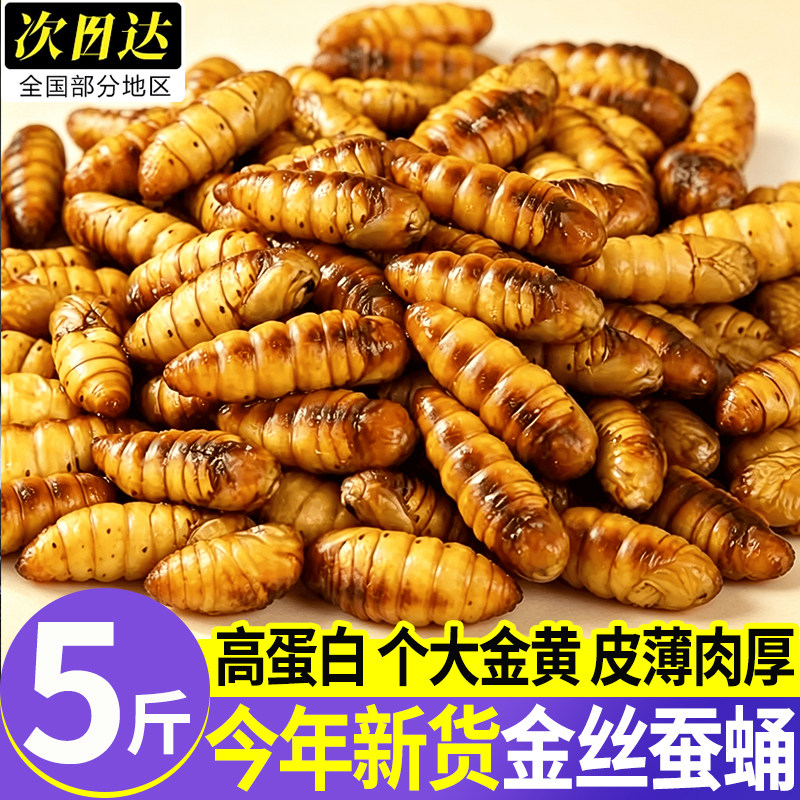 山东特级金丝蚕蛹冷冻即食烧烤