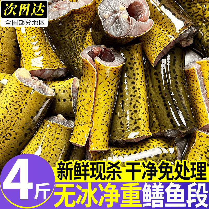 新鲜冷冻去内脏去肠黄鳝段鳝鱼片