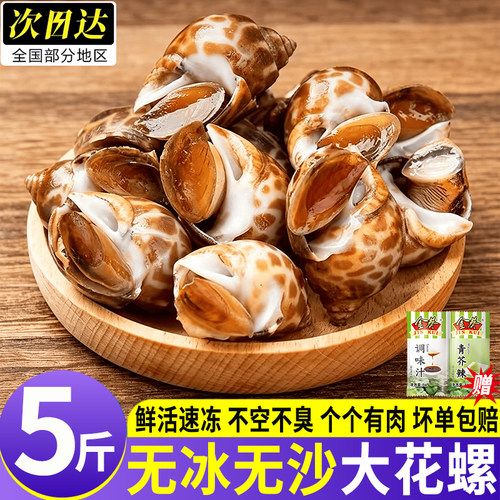 广西北海鲜活特大花螺