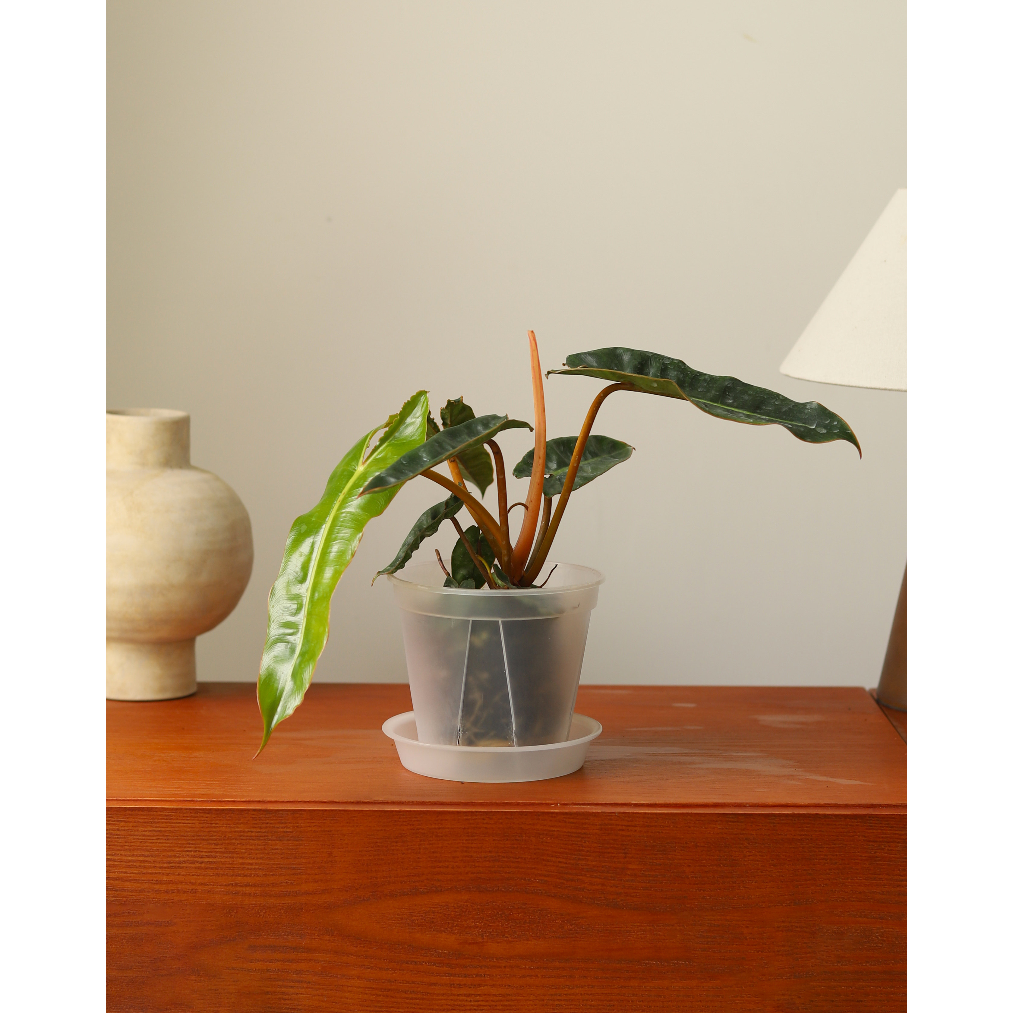 橙柄蔓绿绒 Philodendron billietiae Croat 小圣灵大叶热植清仓图片