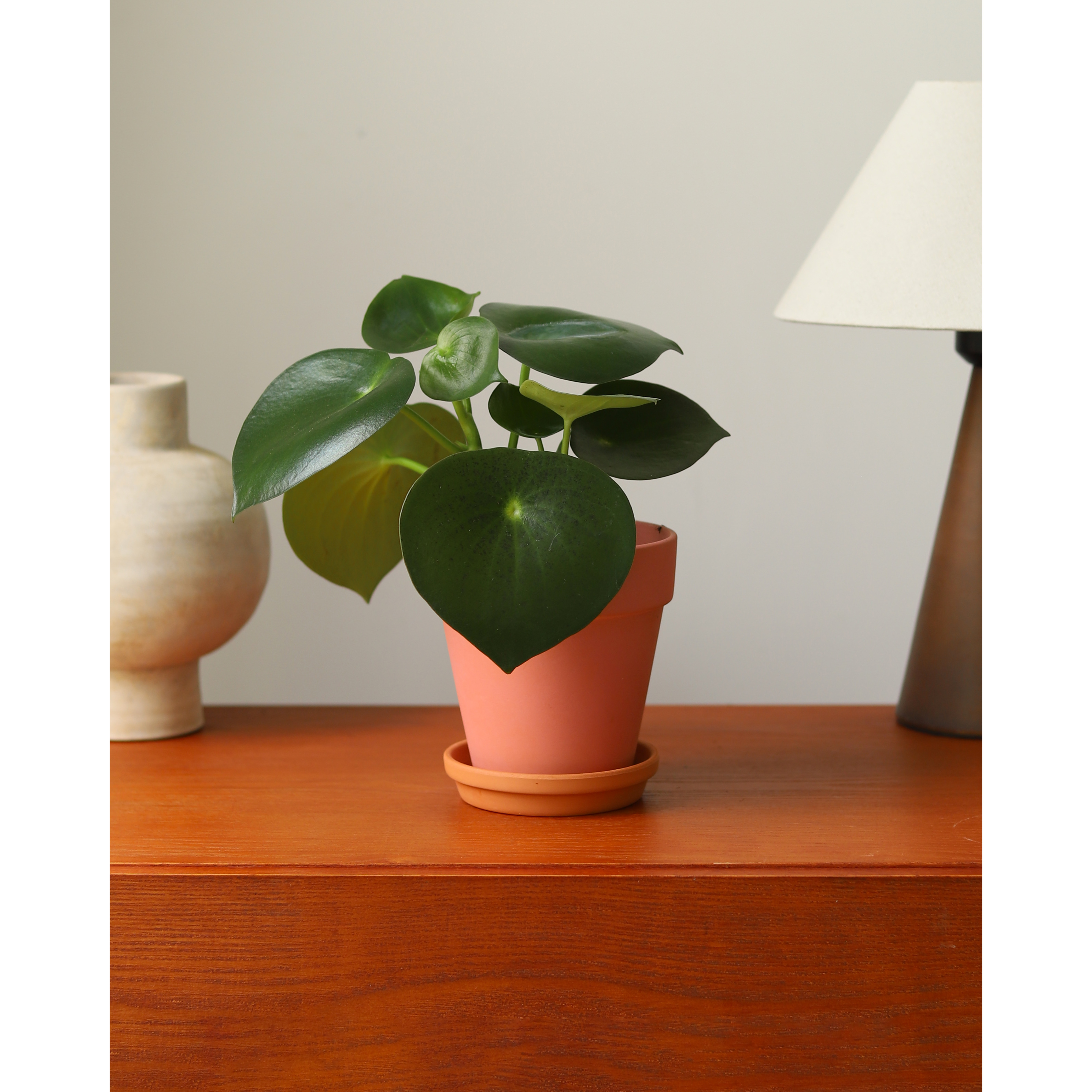 小白推荐 耐活好养