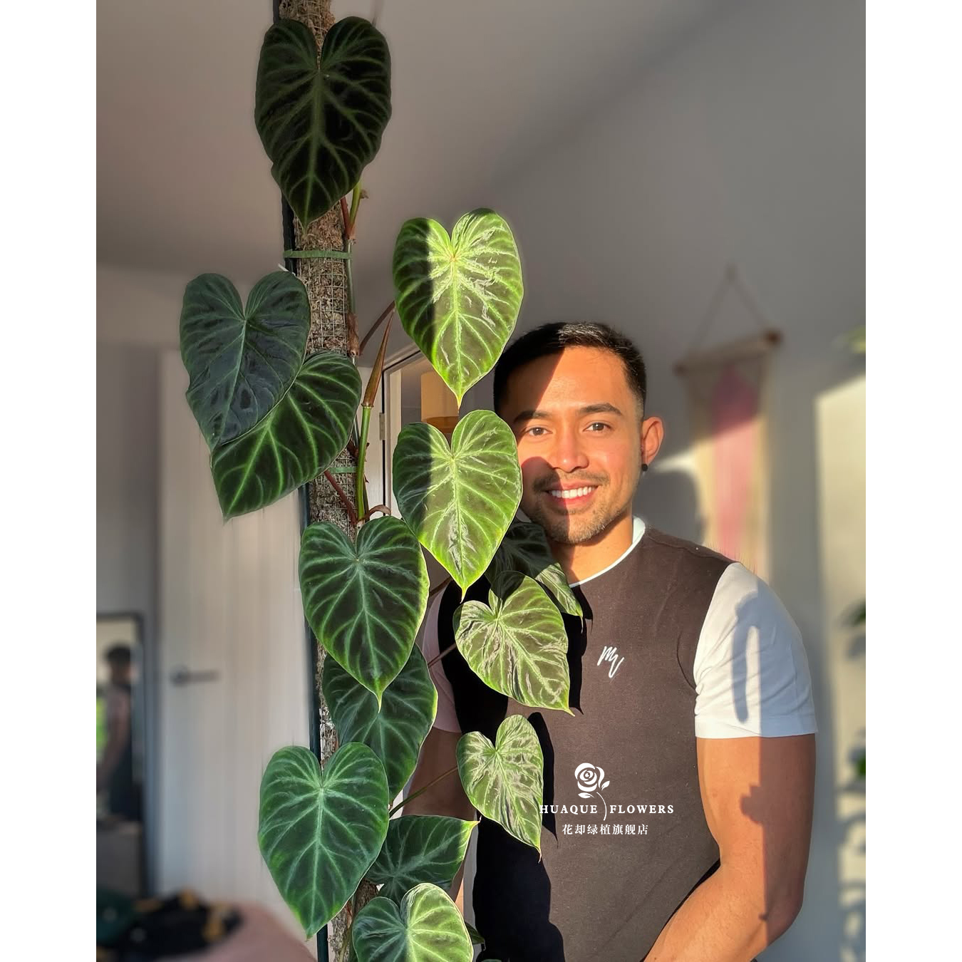 高级植物适合现代风装修