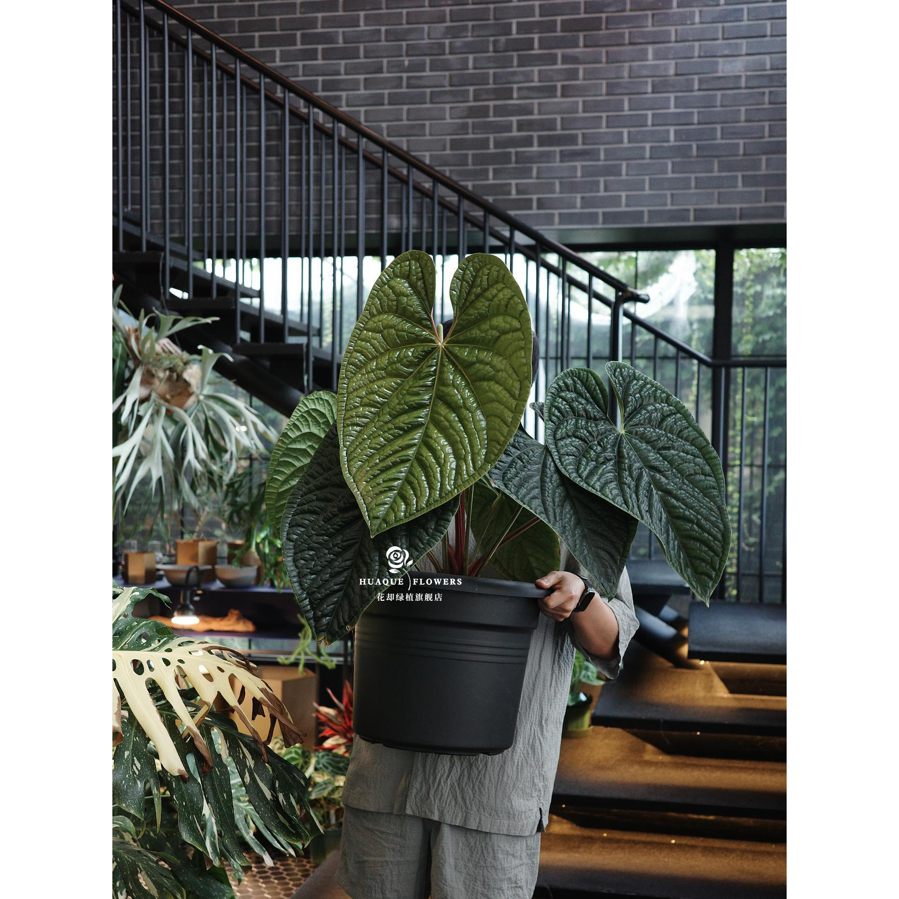 奢华花烛盆栽肌肉感凹凸肌理高级感观叶绿植客厅阳台克莱恩暗黑
