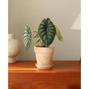 龙鳞海芋天南星科入门海芋室内桌面盆栽高级感神盾白犀牛植物阳台