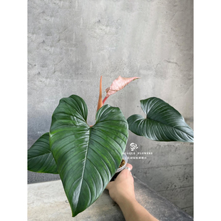 赤蛇蔓绿绒小众稀有室内爬藤麦克道尔庭院盆栽桌面耐活绿植高级感