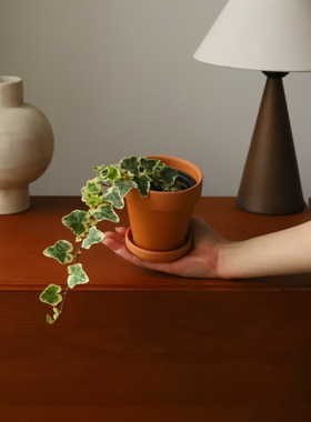 进口日本雪莹常春藤 稀有白化小叶网红雪萤ins风  垂吊爬藤植物