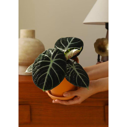 忍者海芋Alocasia Ninja 网红热植黑天鹅丝绸叶绒室内桌面盆栽