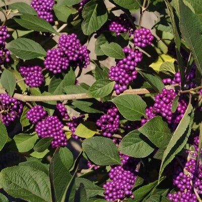 北方绿植紫珠花北方户外庭院耐寒观果灌木植物多年生露地越冬花卉