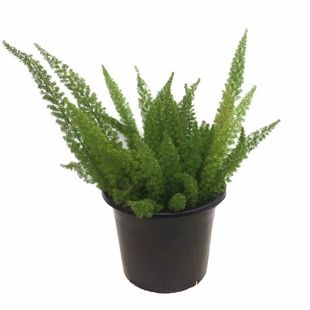 多年生宿根四季常绿盆栽狐尾天门冬狐尾巴庭院花园别墅花境植物