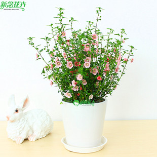 小木槿花苗多年生庭院阳台盆栽花卉多季 开花花园植物室内花卉绿植