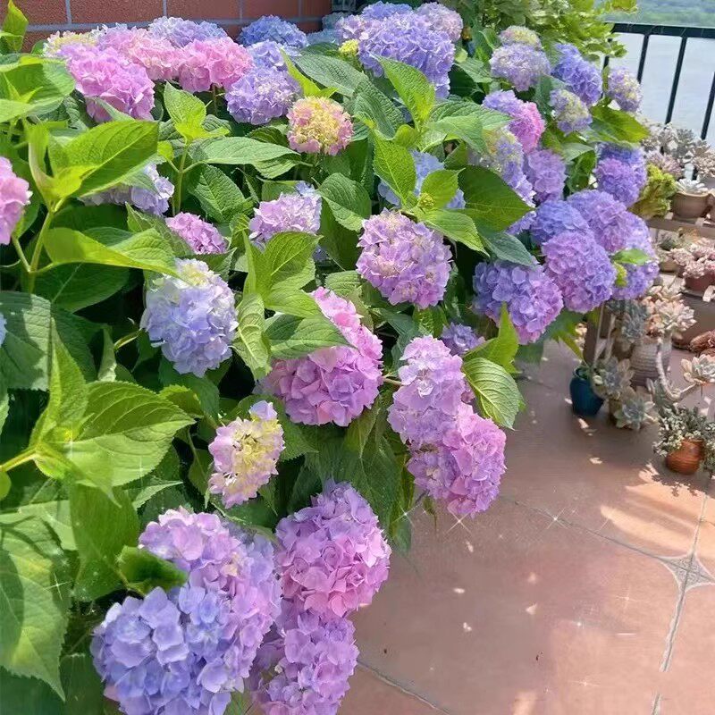 新疆包邮无尽夏绣球花苗盆栽有松绣球/木绣球/圆锥乔