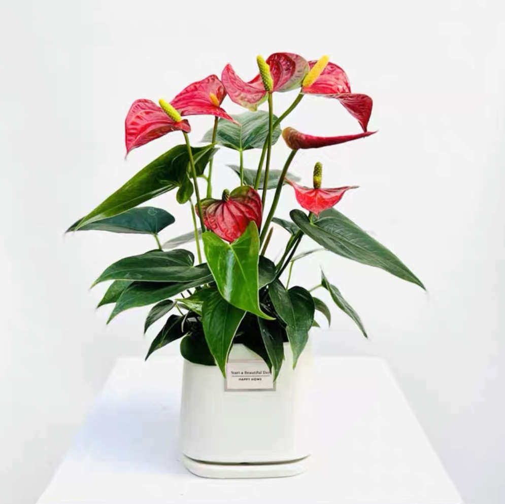 热带植物养可桌面红掌水培礼品耐热母亲节 花卉好室内教师夏季