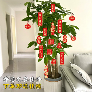 饰用品盆栽挂饰新房子发财树入宅仪式 乔迁之喜新居布置装 搬家绿植