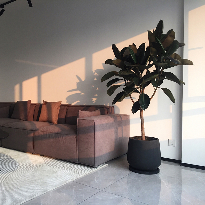 黑金刚室内大型盆栽办公室客厅四季绿植净化空气阳台橡皮树网红树