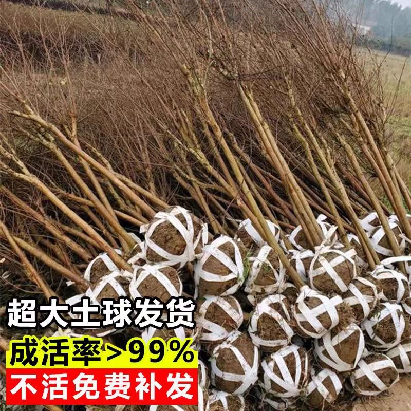 红紫薇树苗庭院花卉大苗植物室外红紫薇花苗别墅绿化盆栽好养耐寒