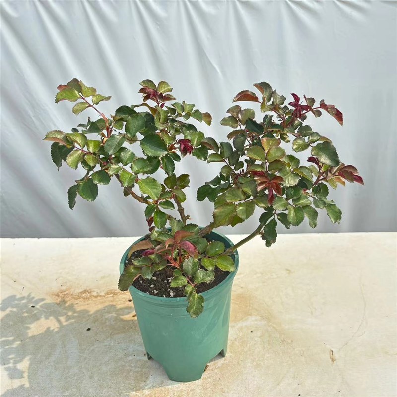 滇香一加仑月季2.5L我的心多头浓香大花玫瑰庭院阳台月季花苗耐寒