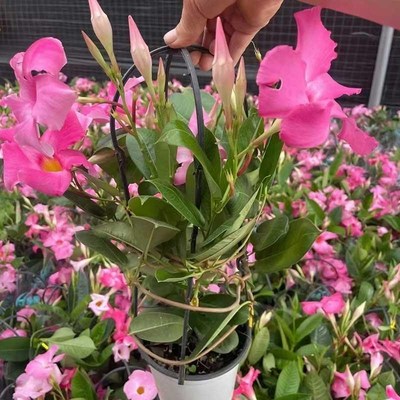 网红花卉杏色飘香藤盆栽花苗攀援爬藤花卉带庭院阳台客厅植物